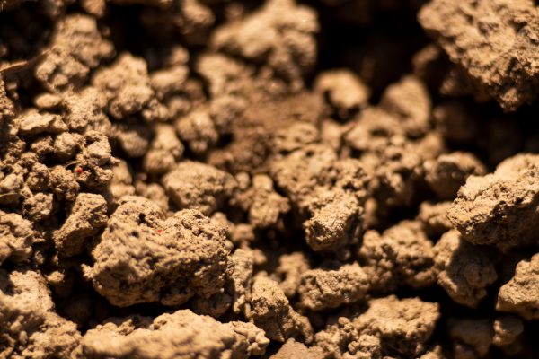 Sweet Soil